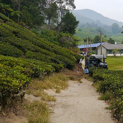 2 days Trekking and Tea in the Cameron Highlands