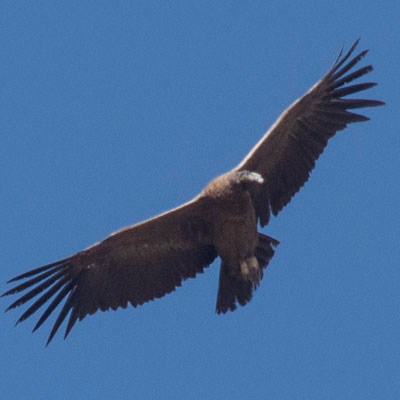 2 days Hiking & Condors in the Colca Canyon