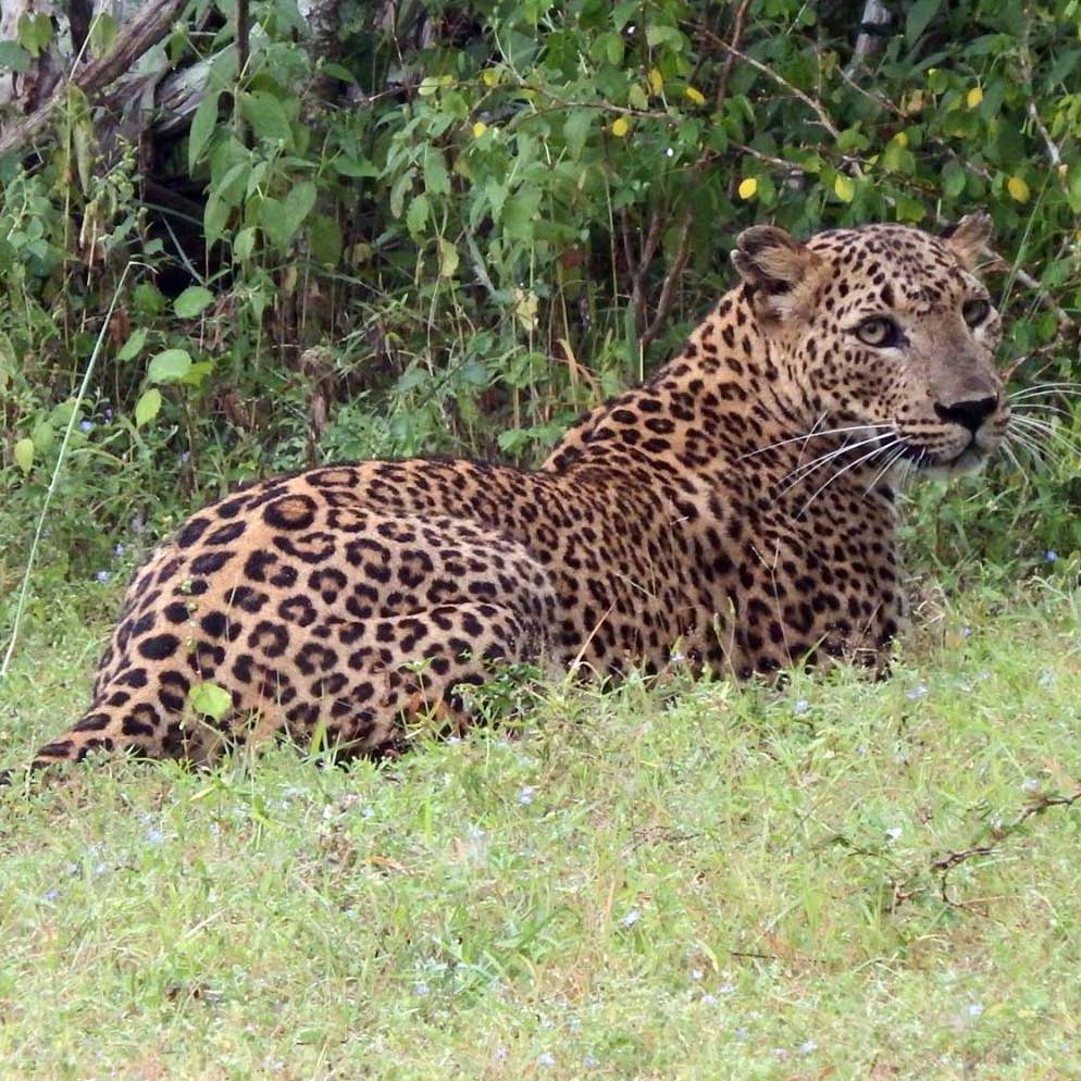 Daya Safari Jeep Service, Yala National Park